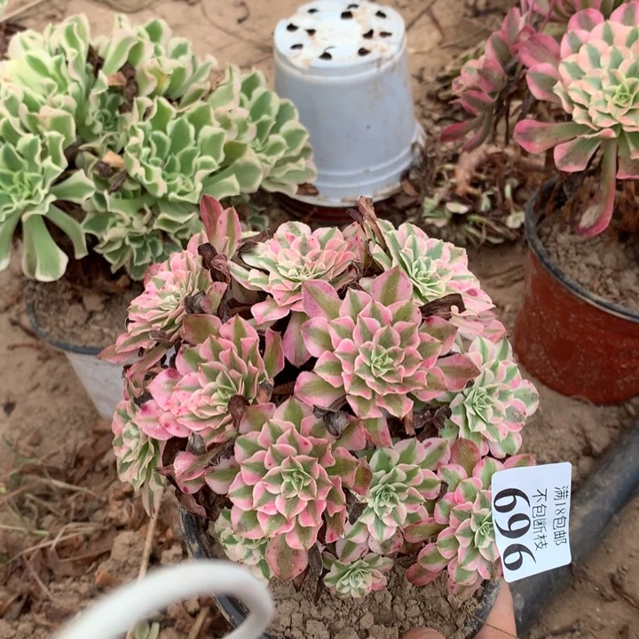 696铜壶白绣球东棚