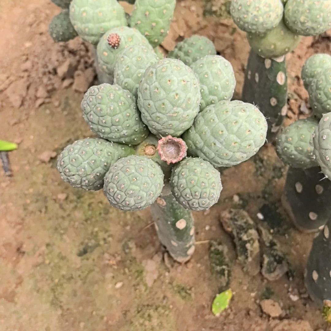 梦***梦习志野仙人球直播