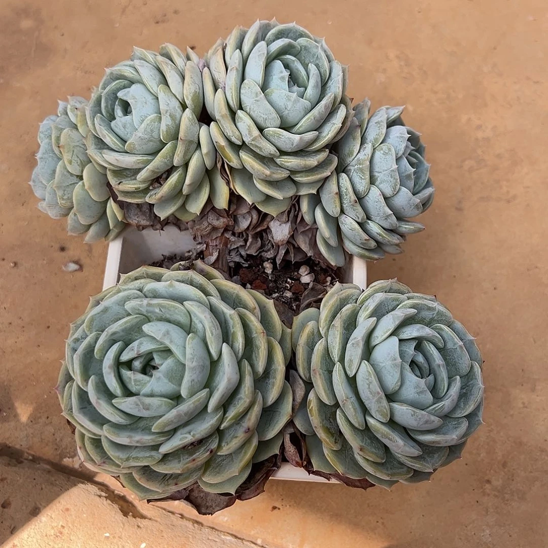 9-04-54劳林朵朵缀