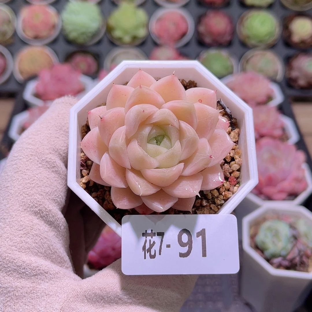 花利美7-91麦秆单头