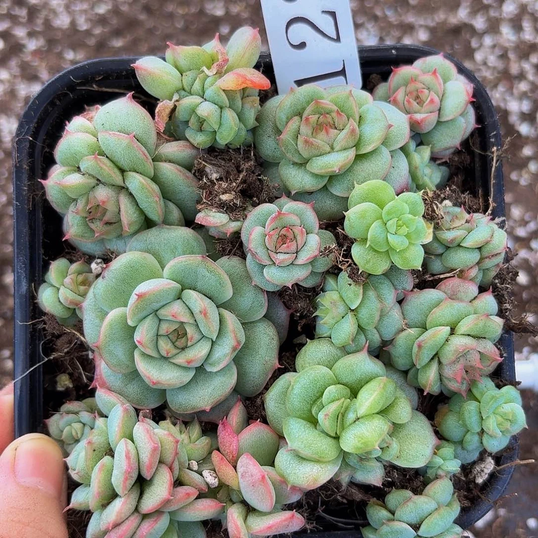 多肉植物多肉植物122