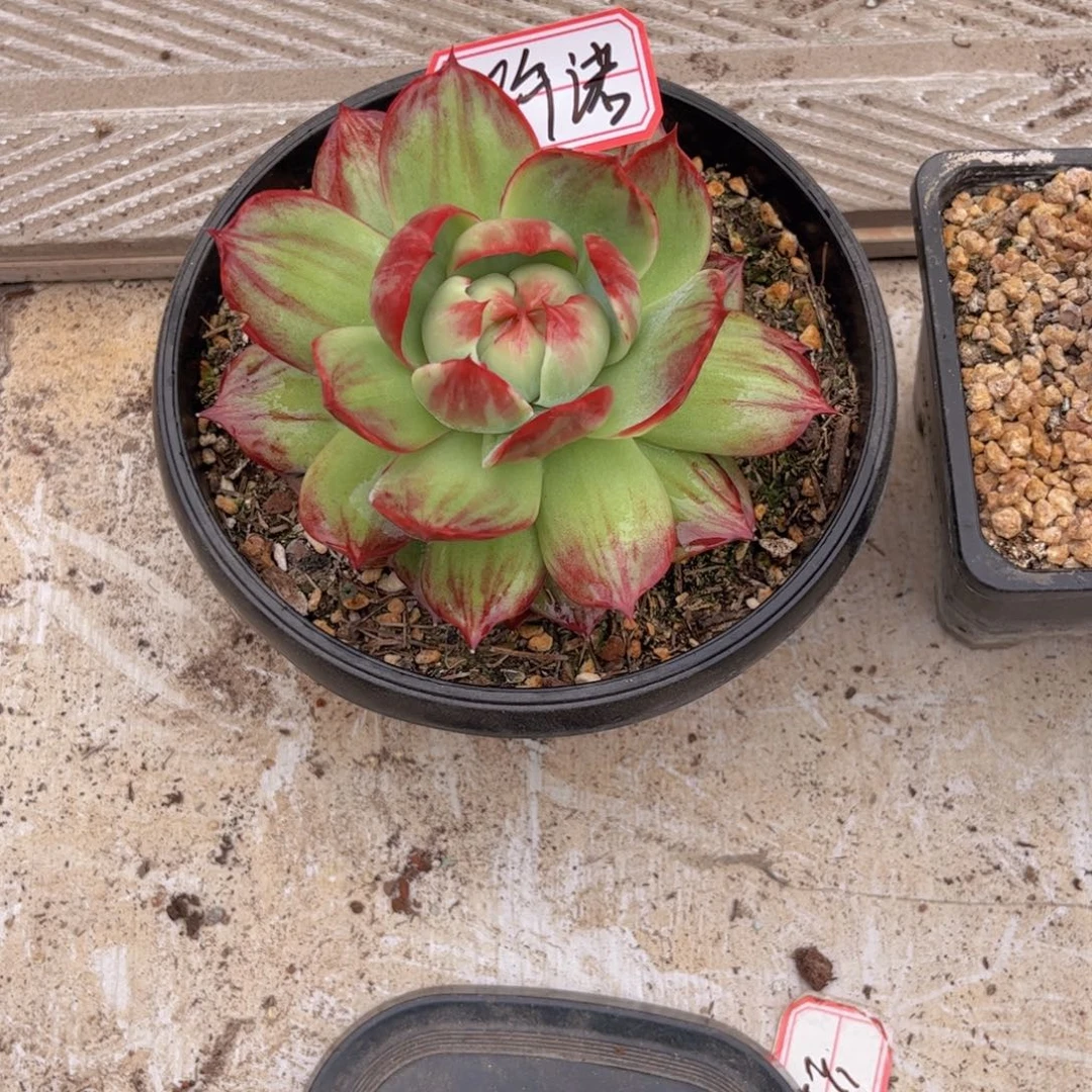 浒***诺惊鸿仙子一物一拍