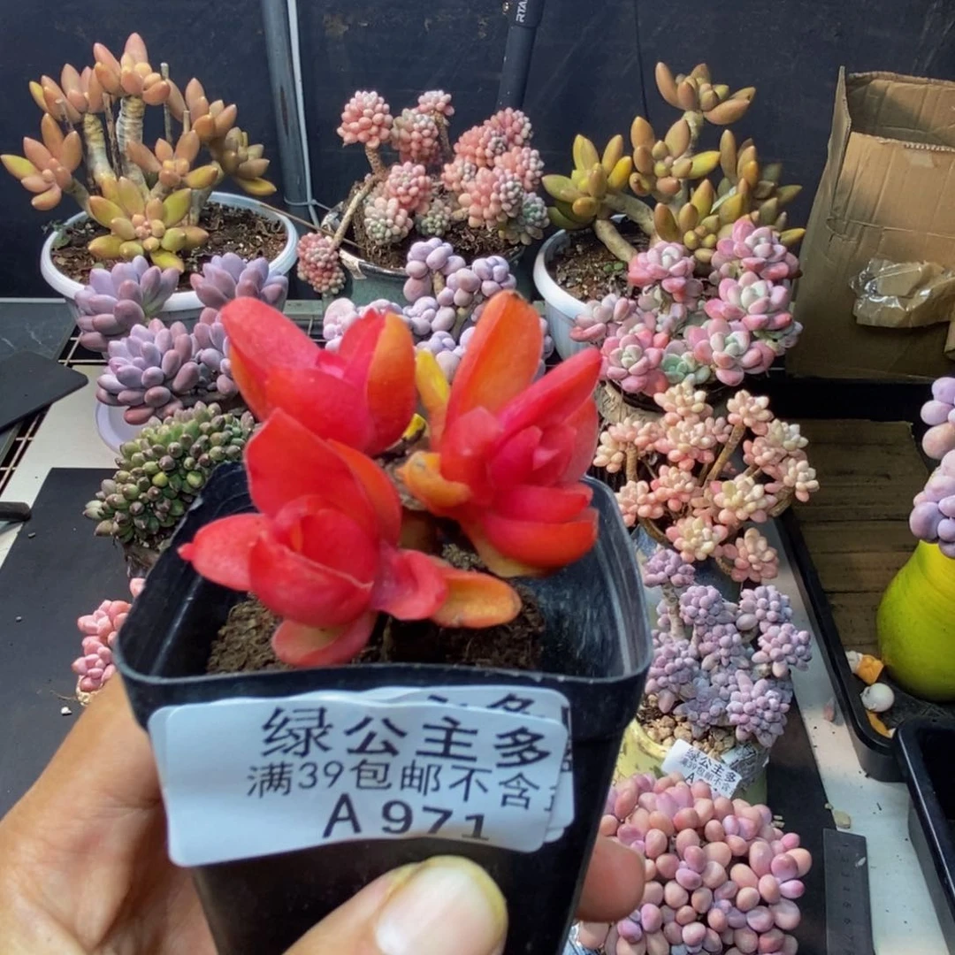 971火祭多肉肉4cm