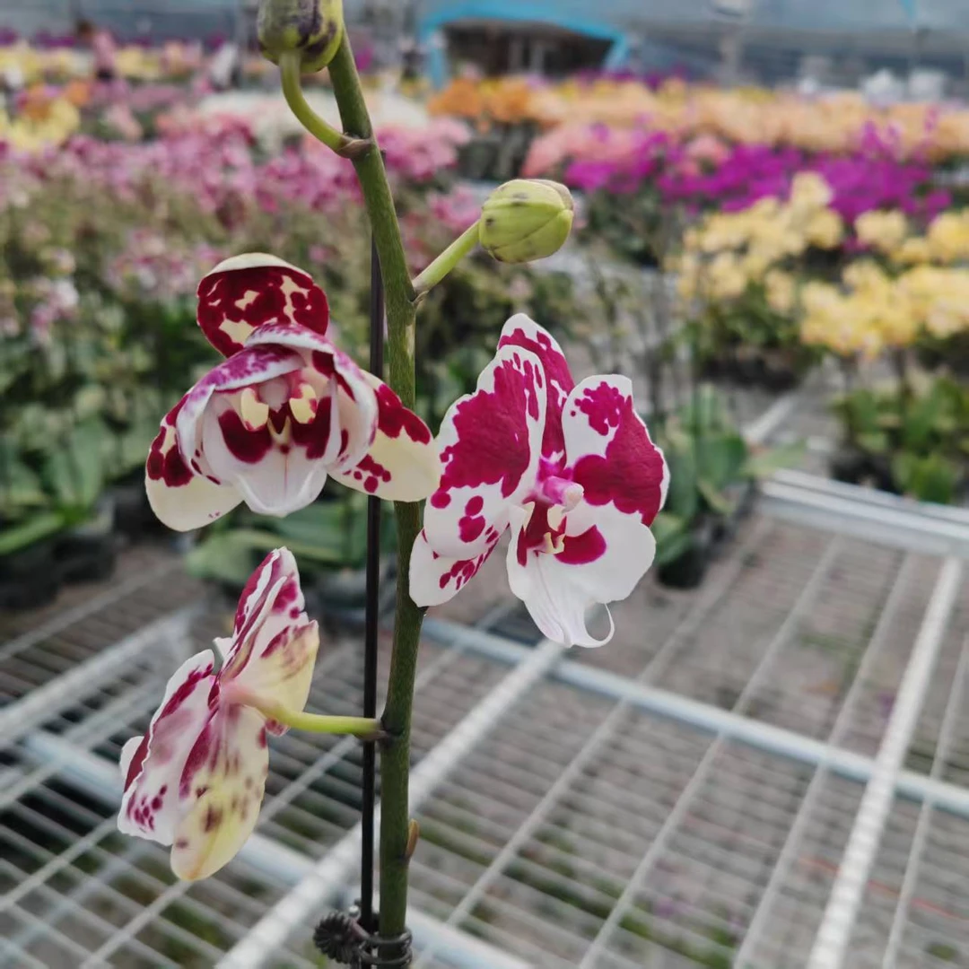 【花之漫】（一千零一夜）3.5寸杯单剑蝴蝶兰花卉