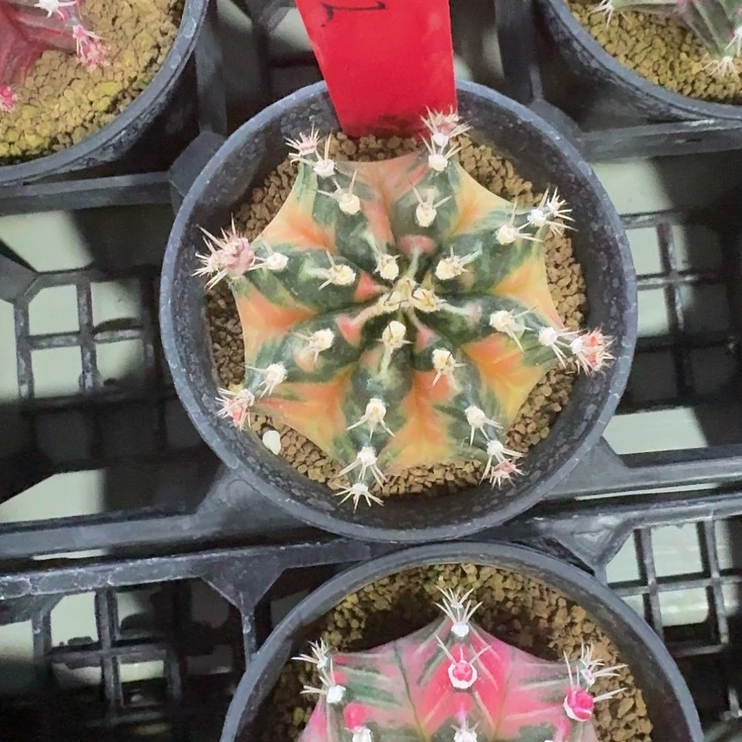 L552-1110广东发货 小马克