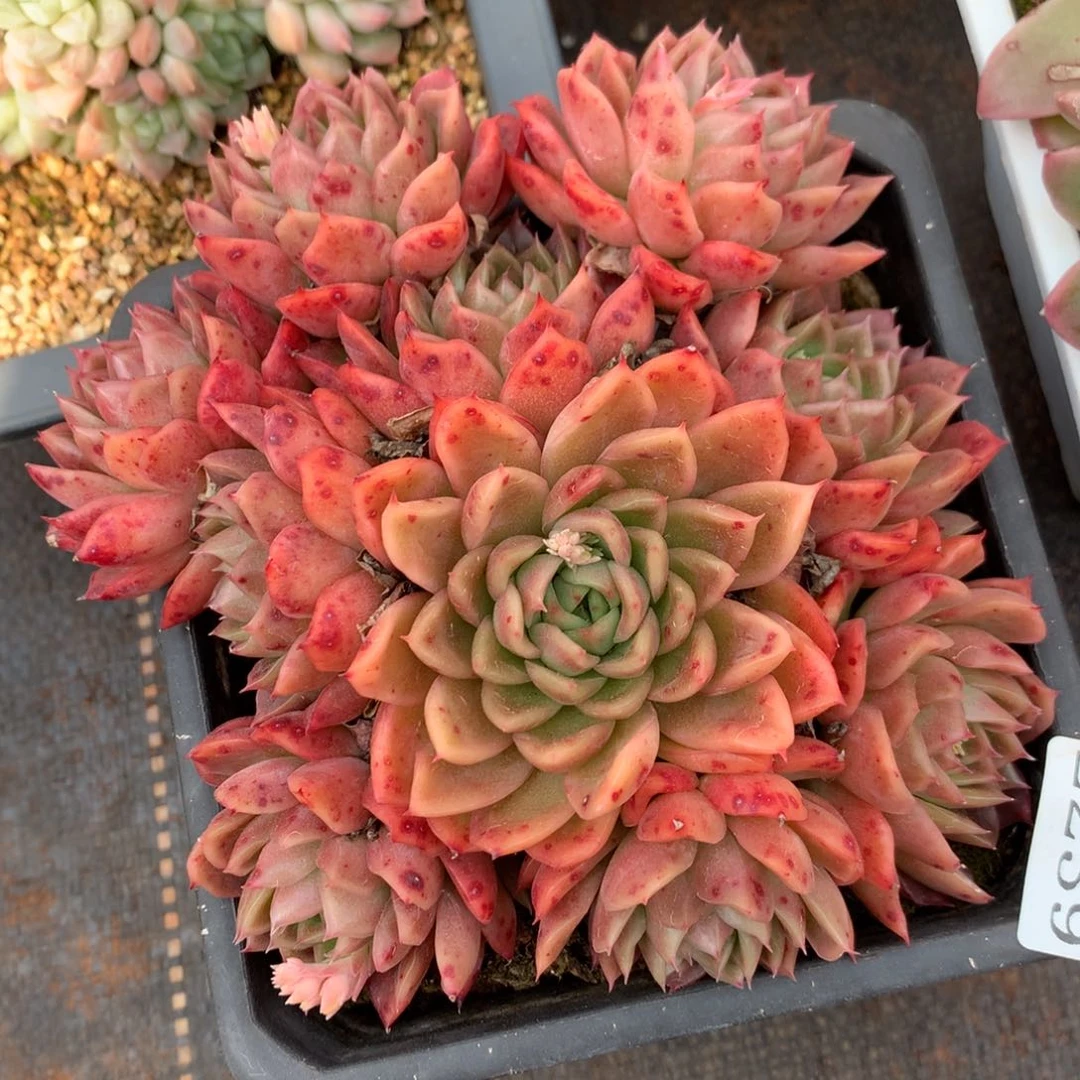 2239杂交精品基地14厘米