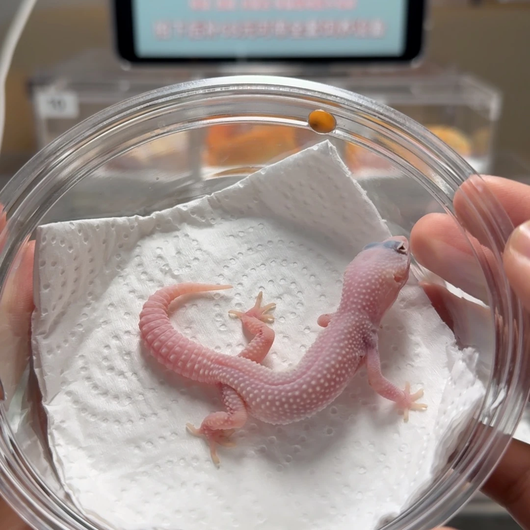 豹纹守宫雪花恶魔白酒母温