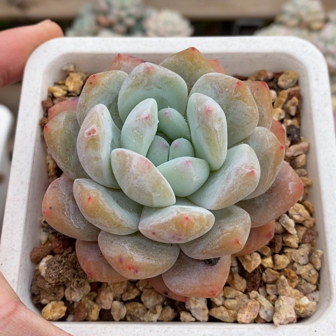 橙子多肉植物新年福利