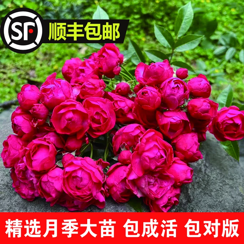 花言记 红木香 蔷薇爬藤大苗 多头勤花 攀援直立 丰花 长势快抗病