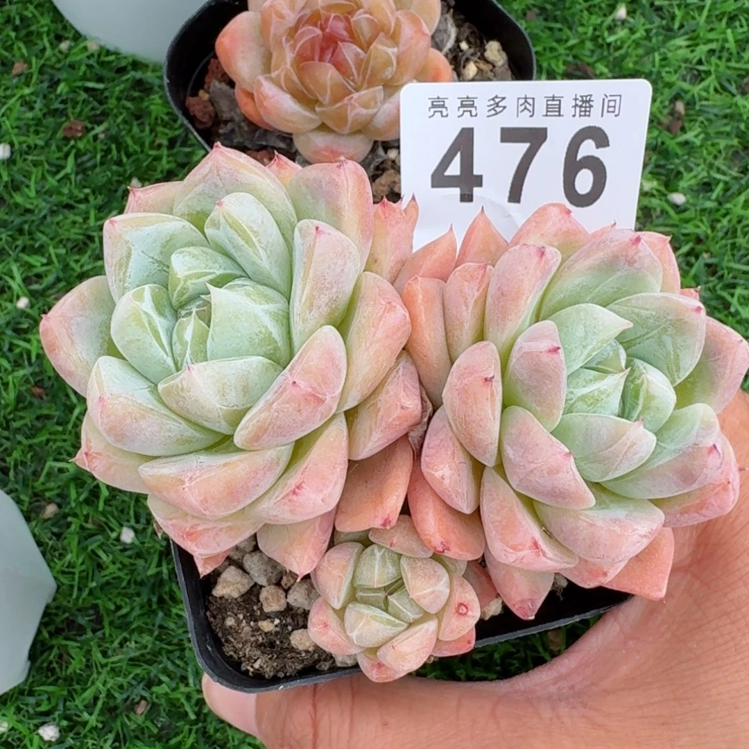 白泽            精美多肉植物