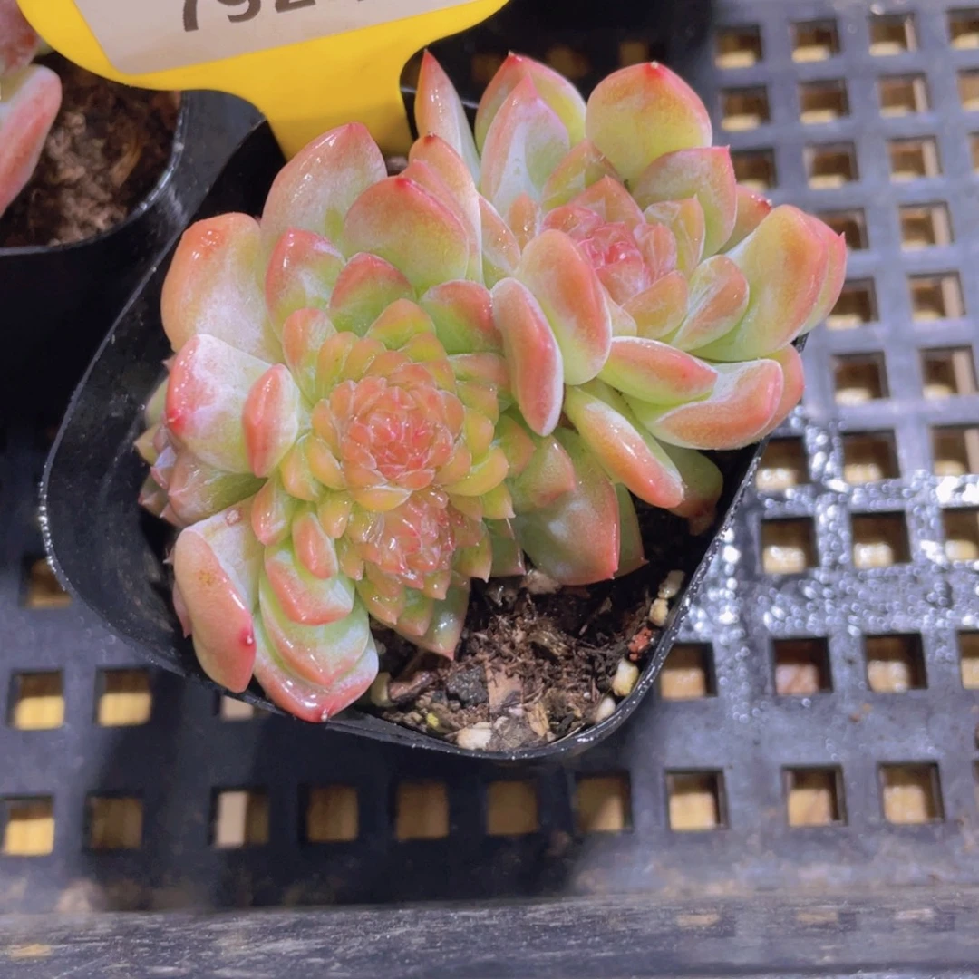792号 变异糖心珍妮多头