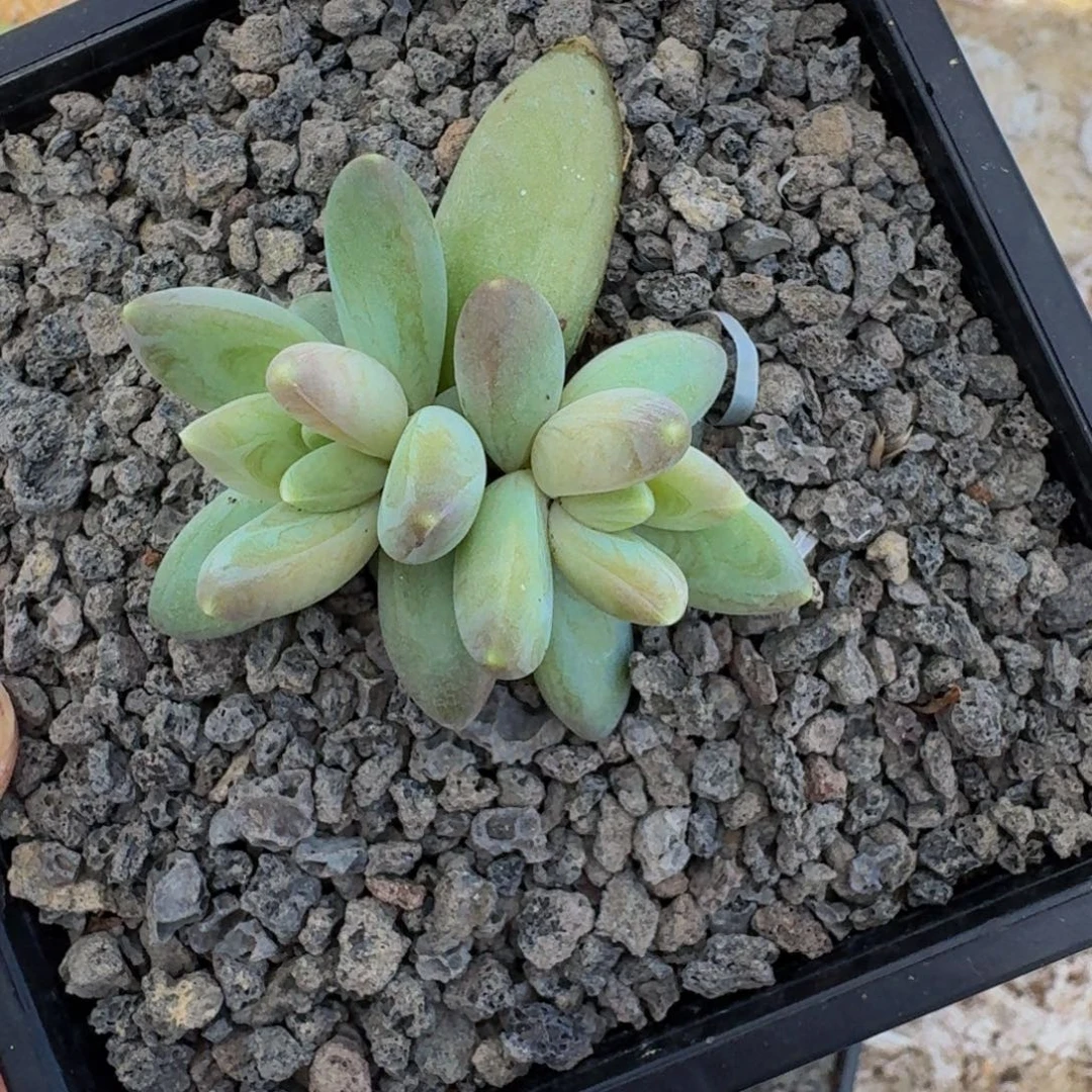 雪戴利 优选  一物一拍