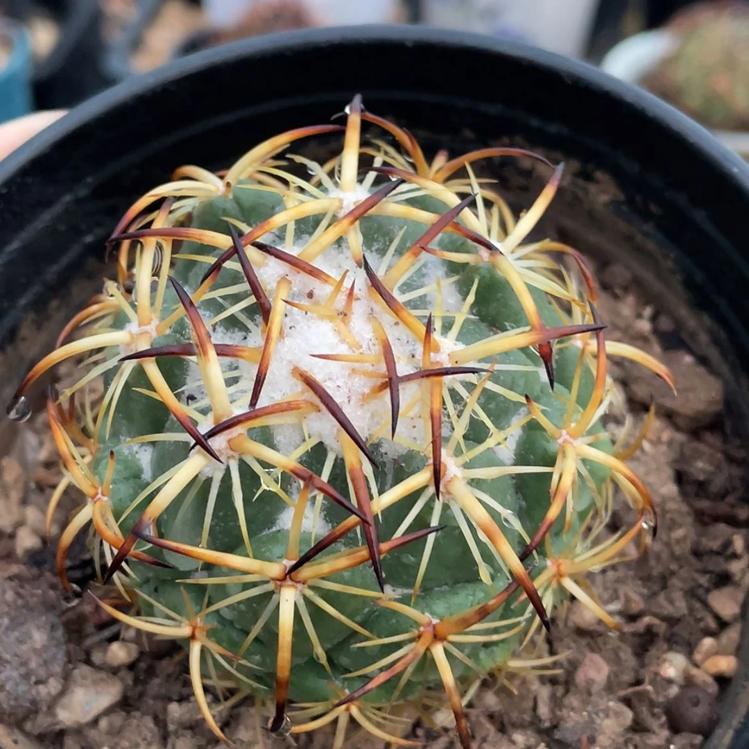 【闪购商品】钢钉有根6666