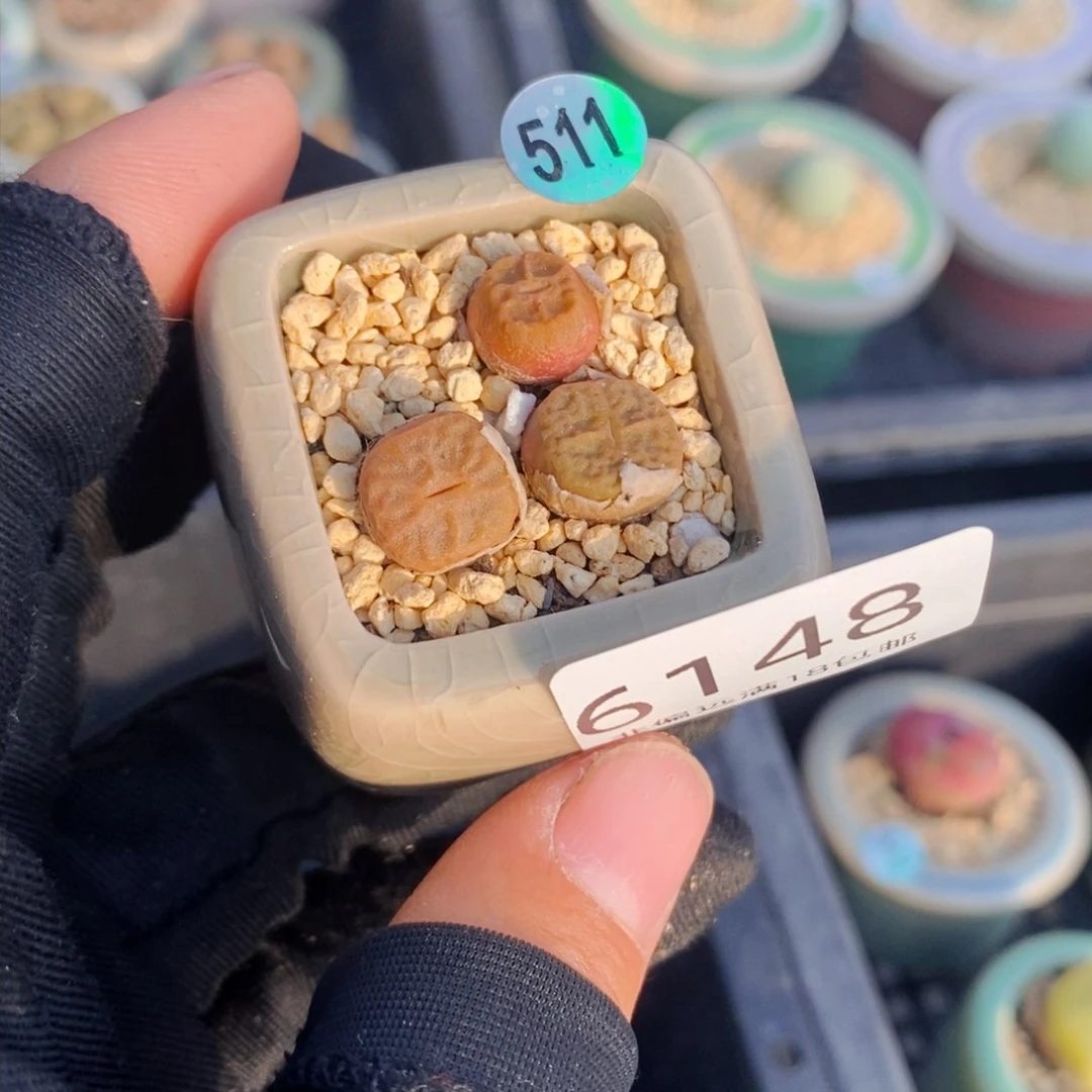 Y**i6148--一物一拍 带盆