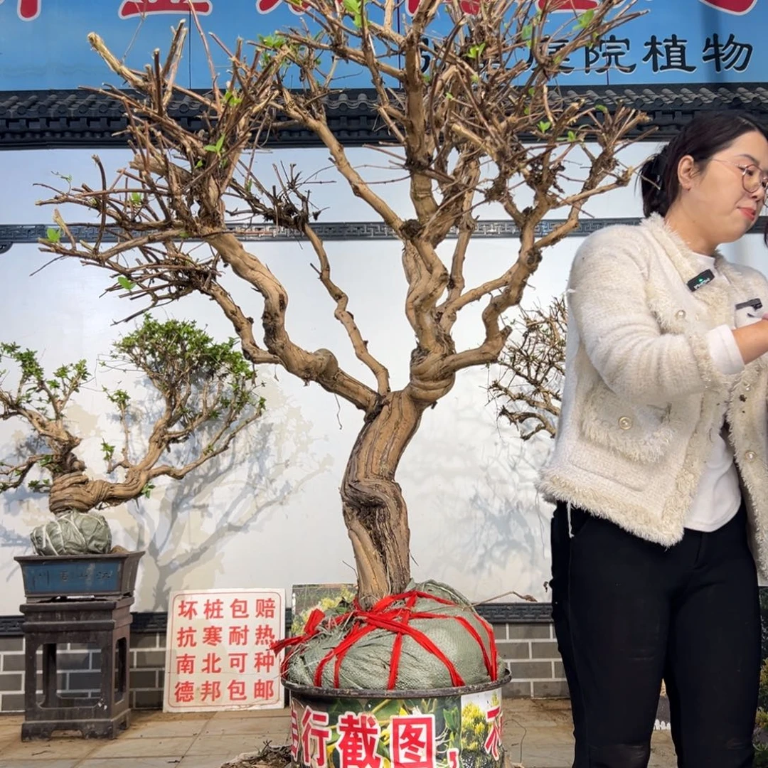 无花朵金银花58888