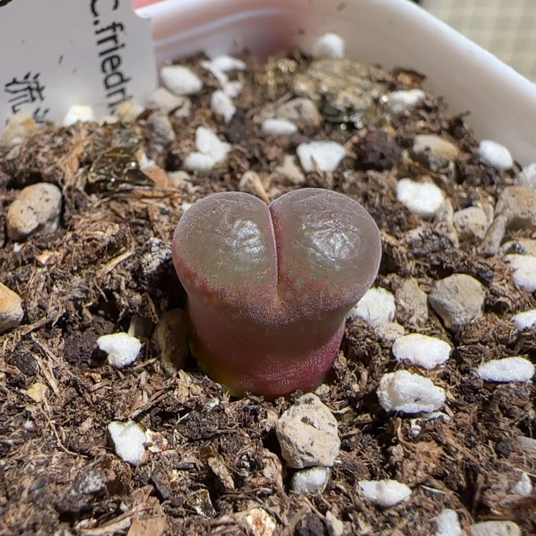 肉锥多肉植物组合-流沙1249