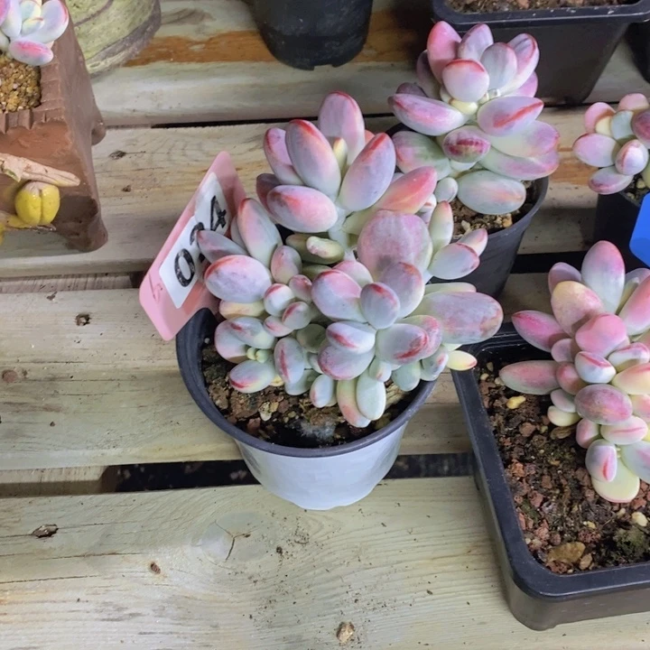 甜***。034福娘锦有砍1111111