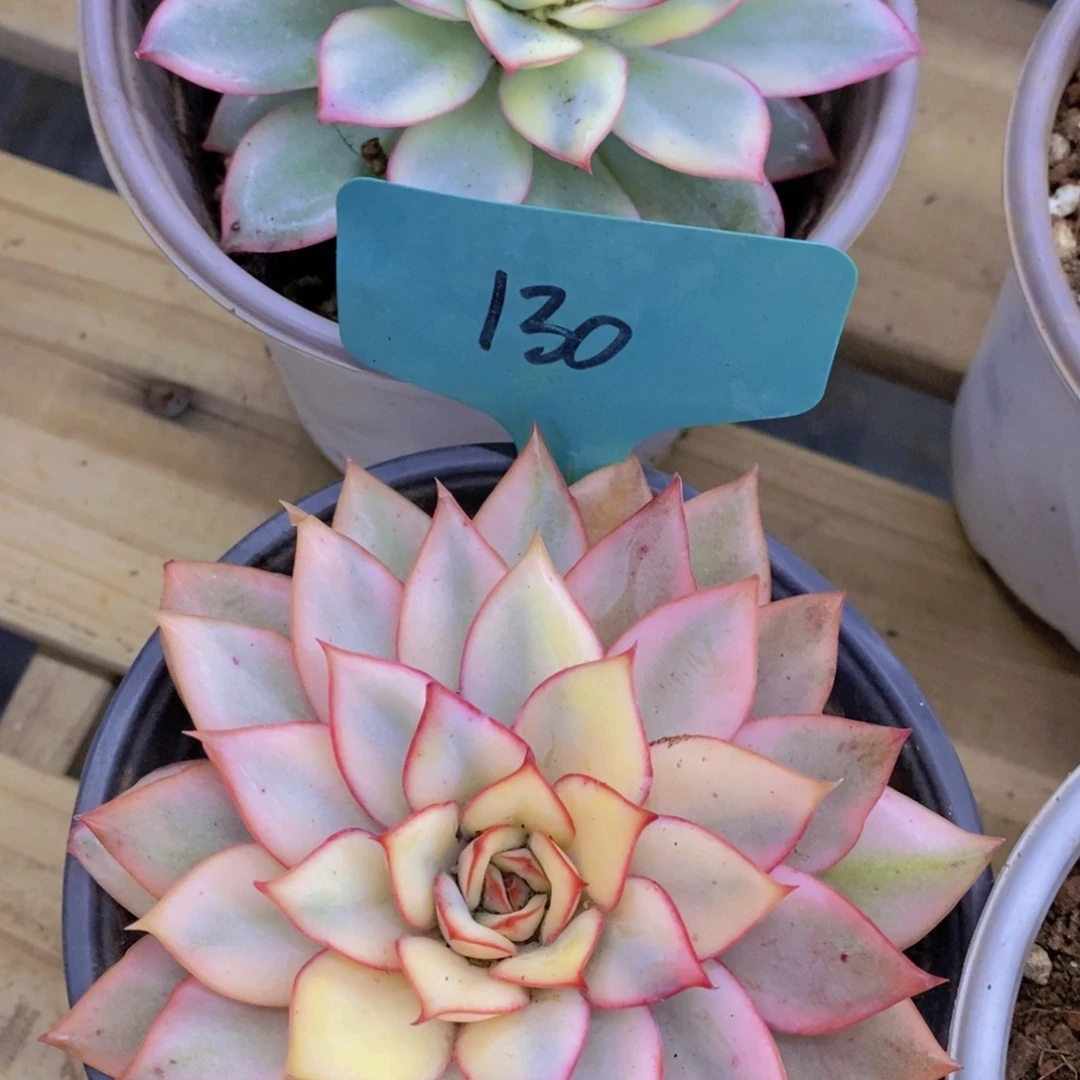 双十一开始，11.10场，晚上