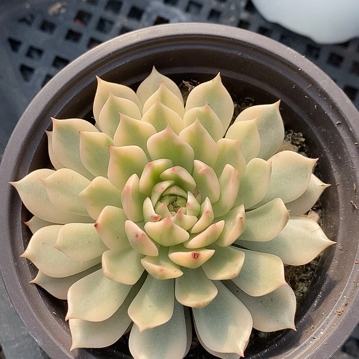 奥里维亚宽锦多肉植物