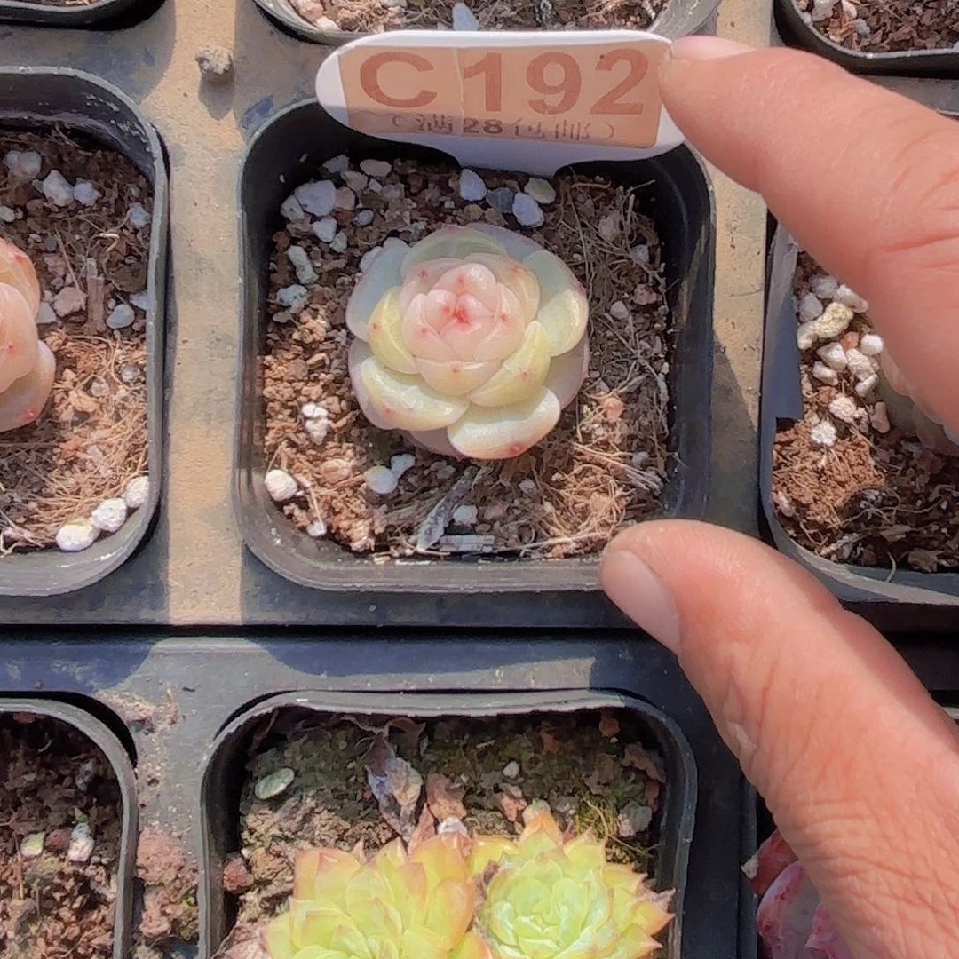 C192甜心一物一拍