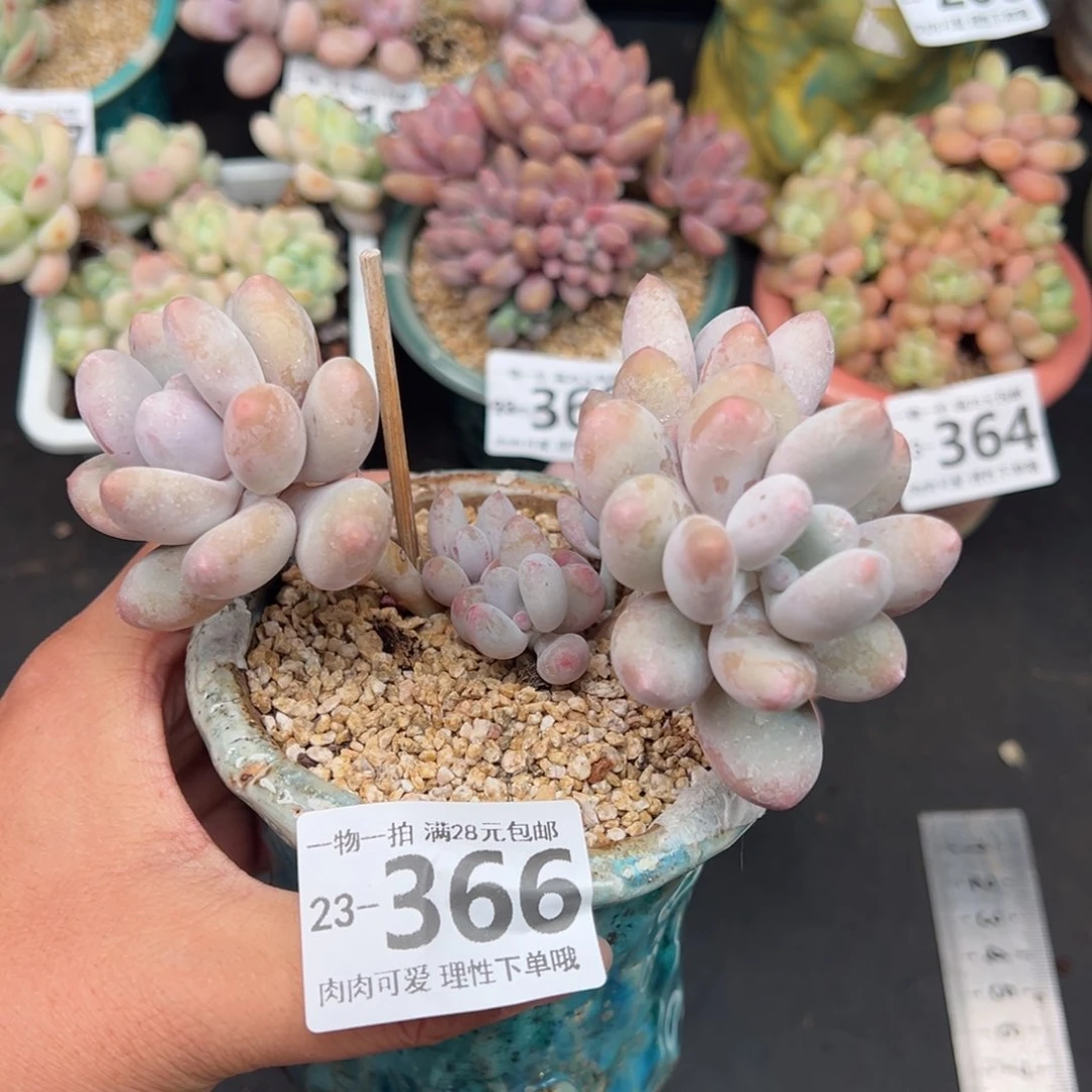 海狸美人多肉多肉多肉