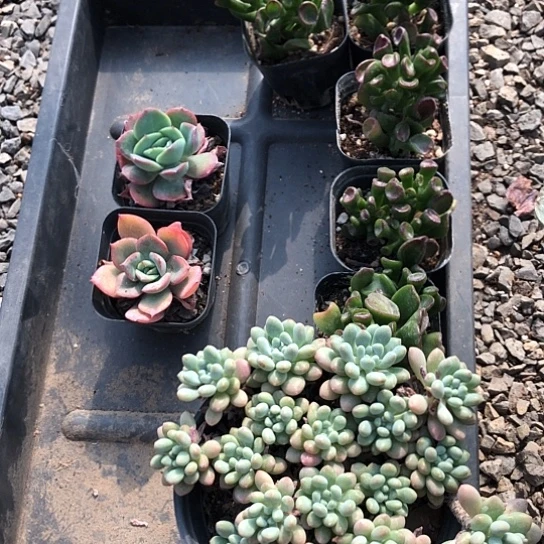 乔切糕时有种味道很适合
