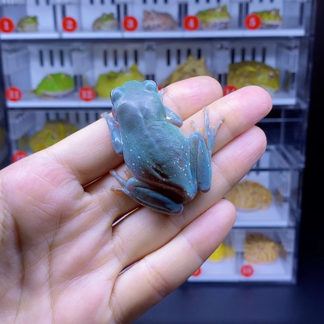 角蛙角蛙3-10cm闪购专享链接