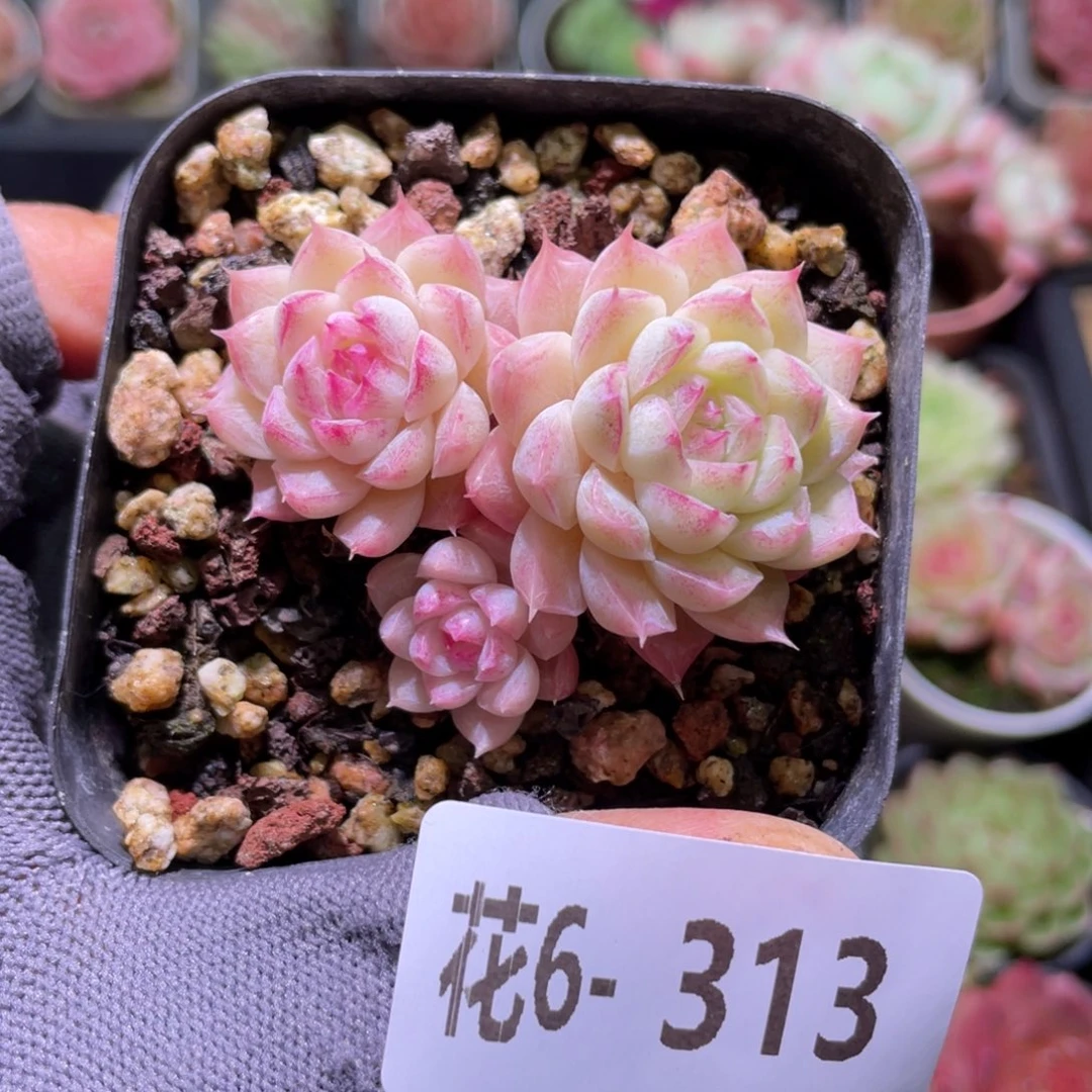 花利美6-313女王