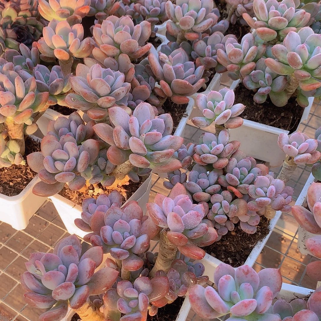 老庄灰姑娘45788990000