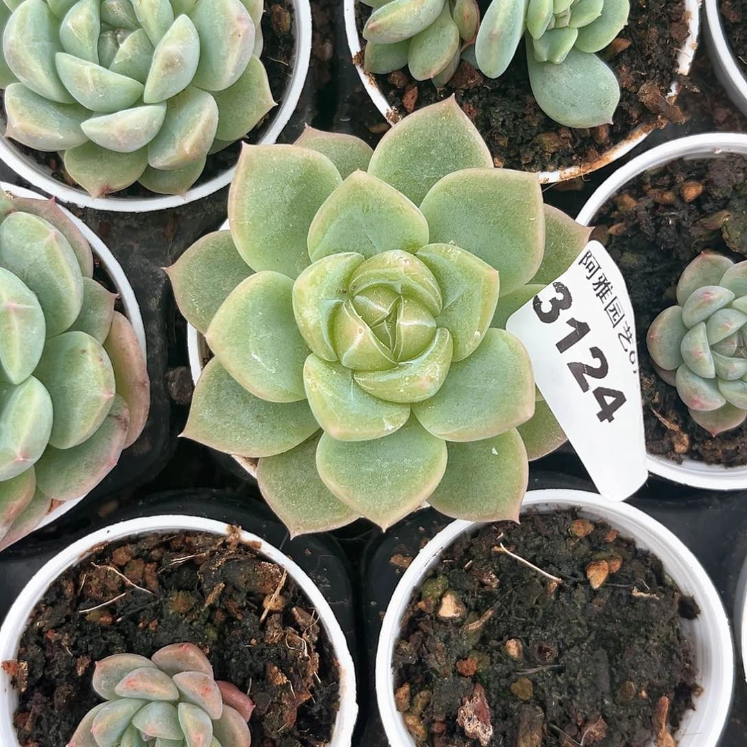 阿雅园艺。    3124珍妮