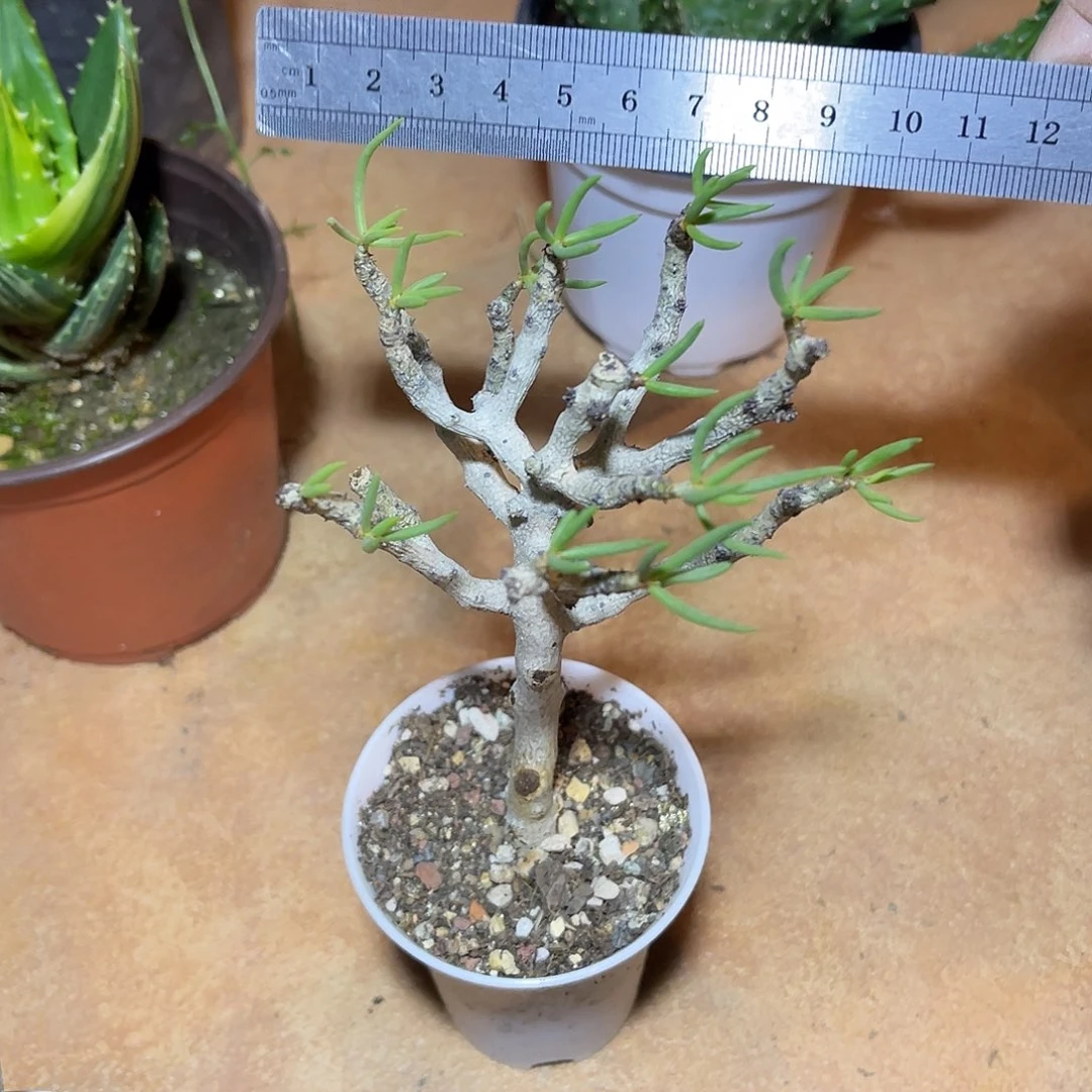 佛垢里奇峰锦一物一拍