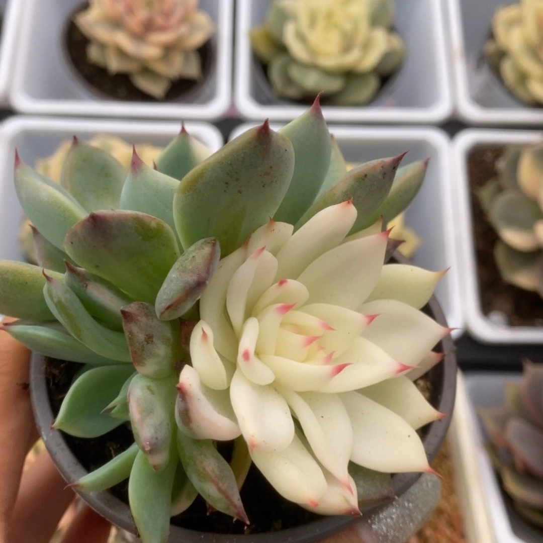 702锦锦锦锦锦锦锦锦