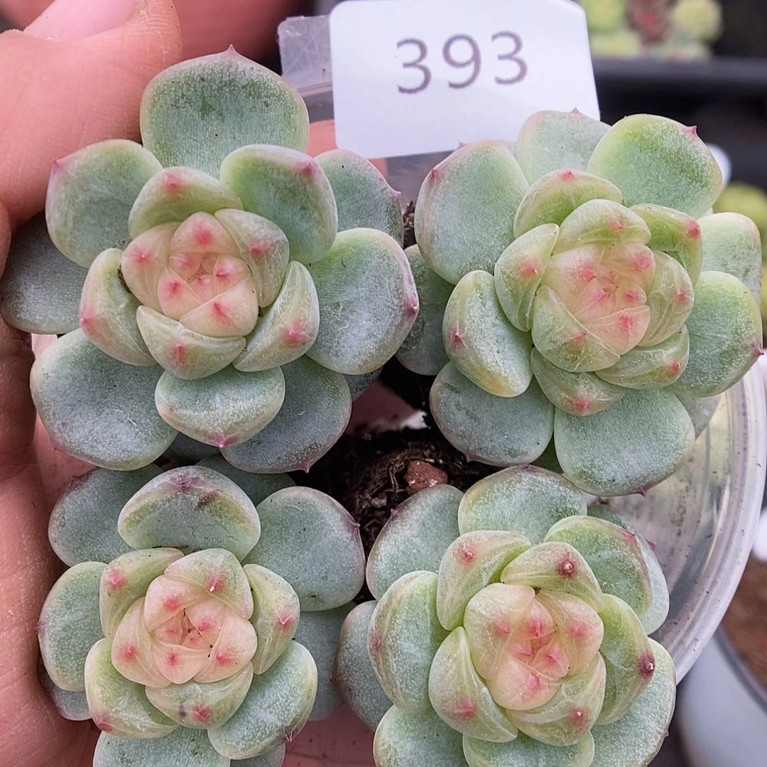 一物一拍一物一拍926-393
