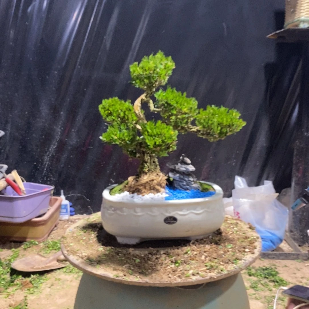 无花朵广东皱皮雀舌黄杨