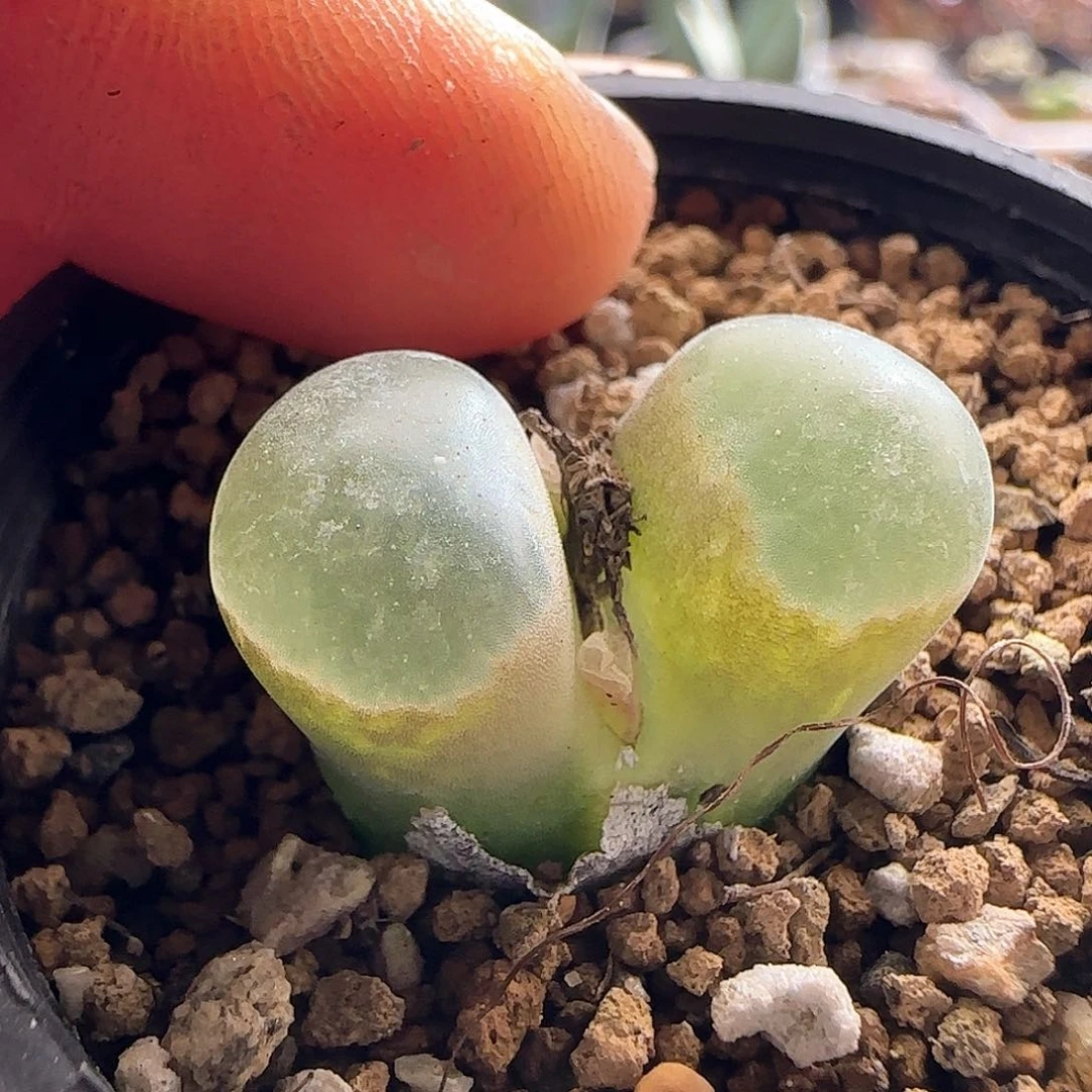 茳**姐28包邮脱土发货27088