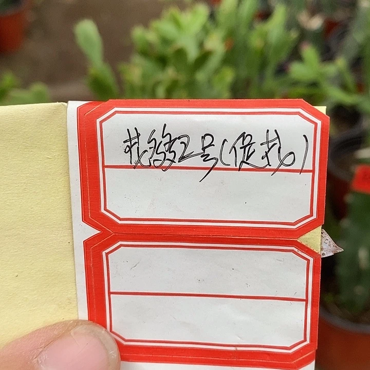 无花朵花多多2号一斤