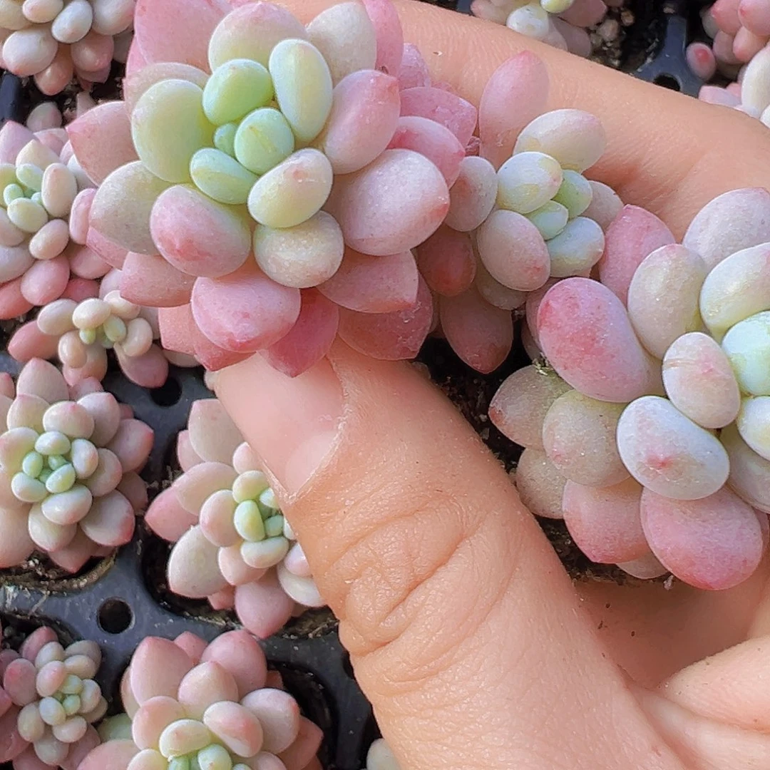 洛可可苗5颗19包邮