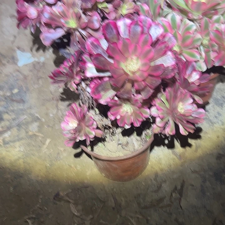 不包侧枝一物一拍44