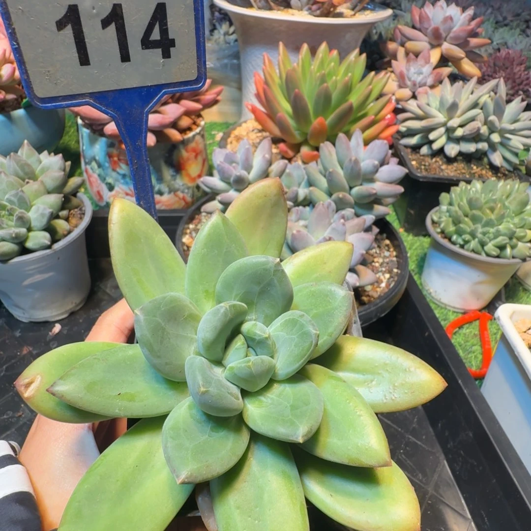 多肉植物一物一拍114