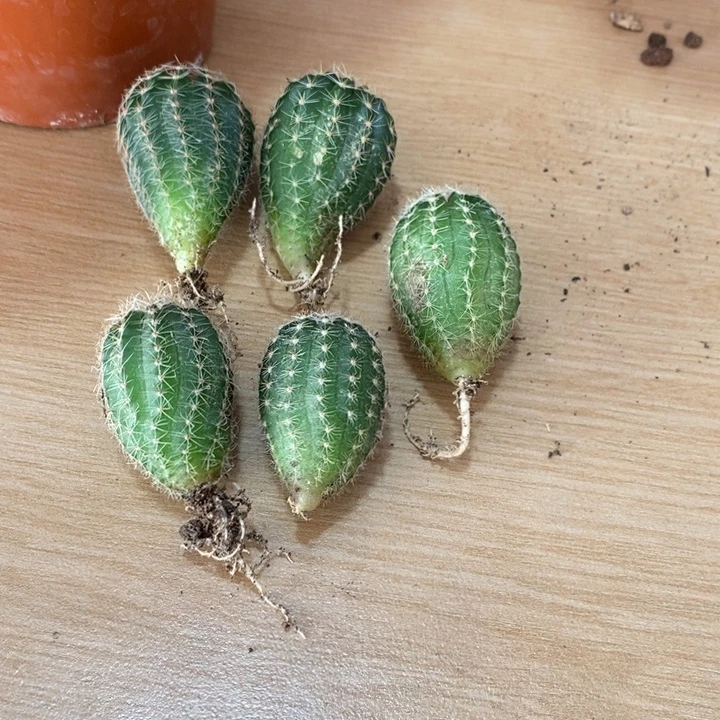 实生彩草小苗(2公分)5个