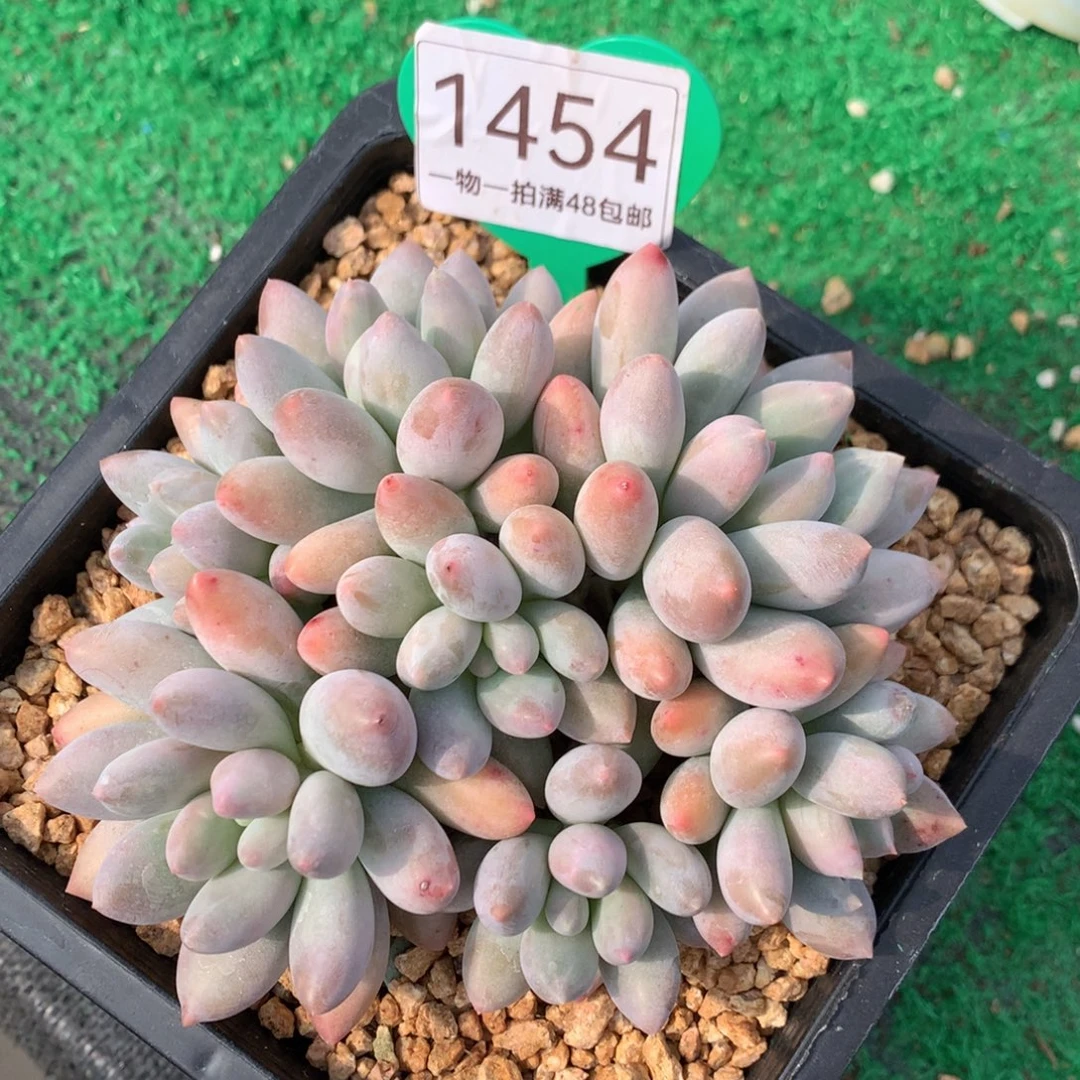 胖体所罗门无砍平头1454