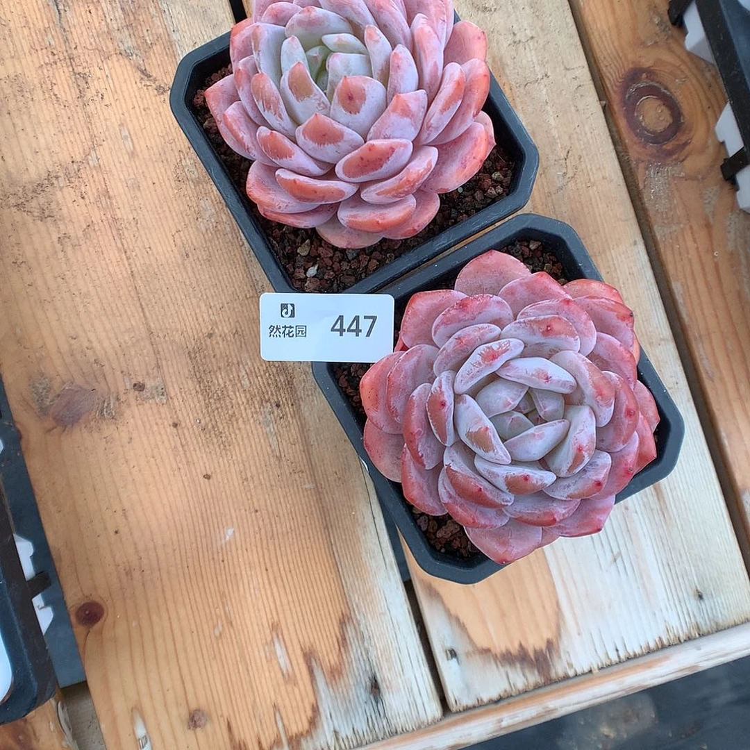447雪天使多肉植物666