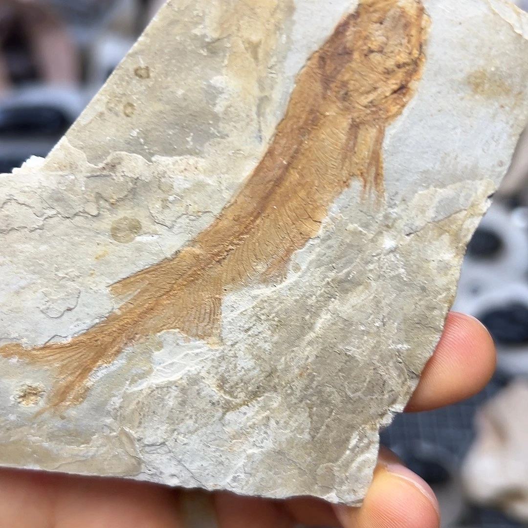 古生物小鱼鱼鱼一枚