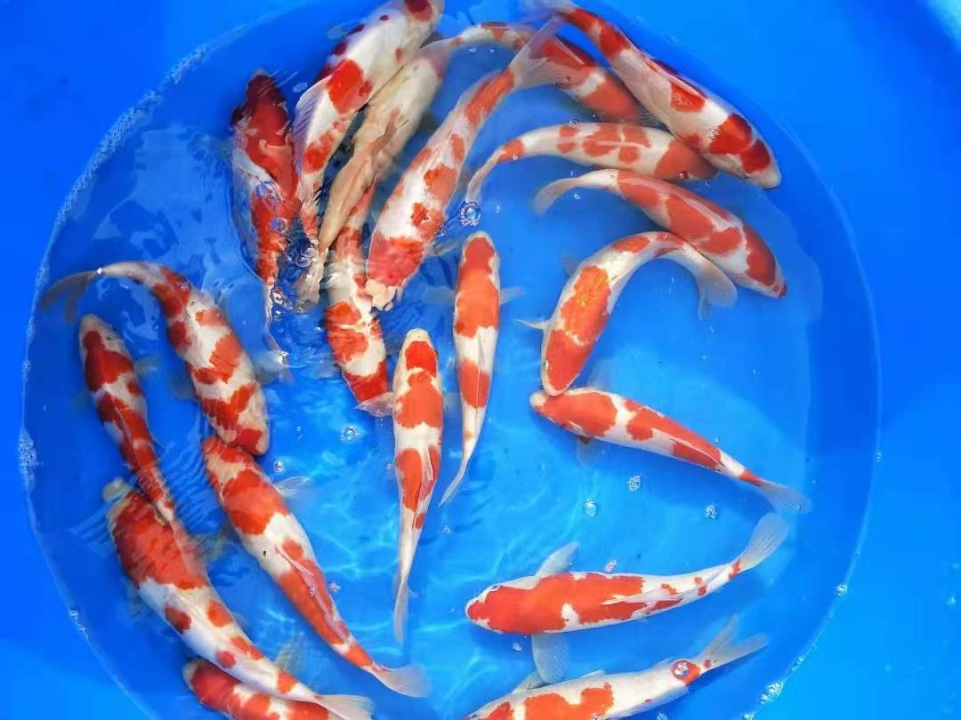 精品锦鲤适合缸养池养好养耐活