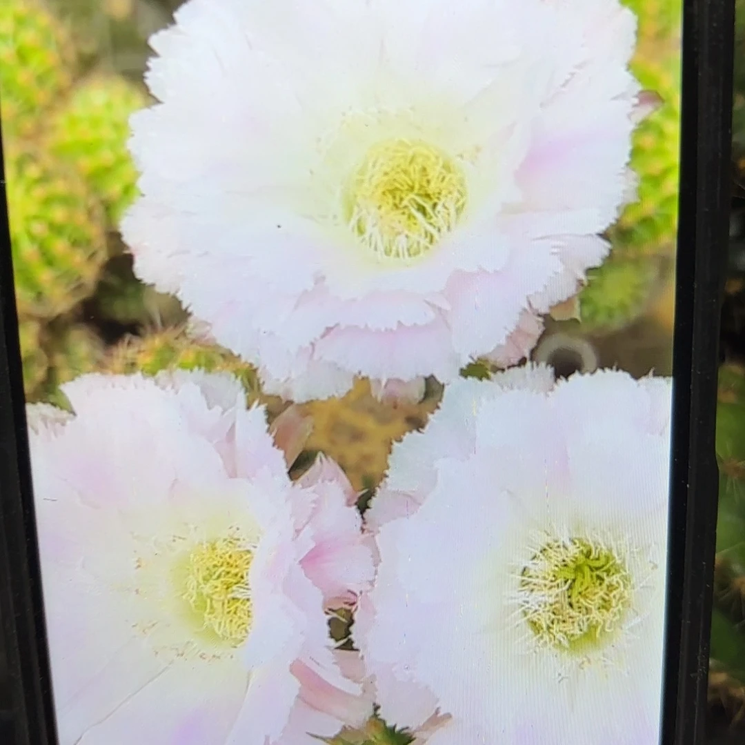 冰可可彩侧牙20包邮16