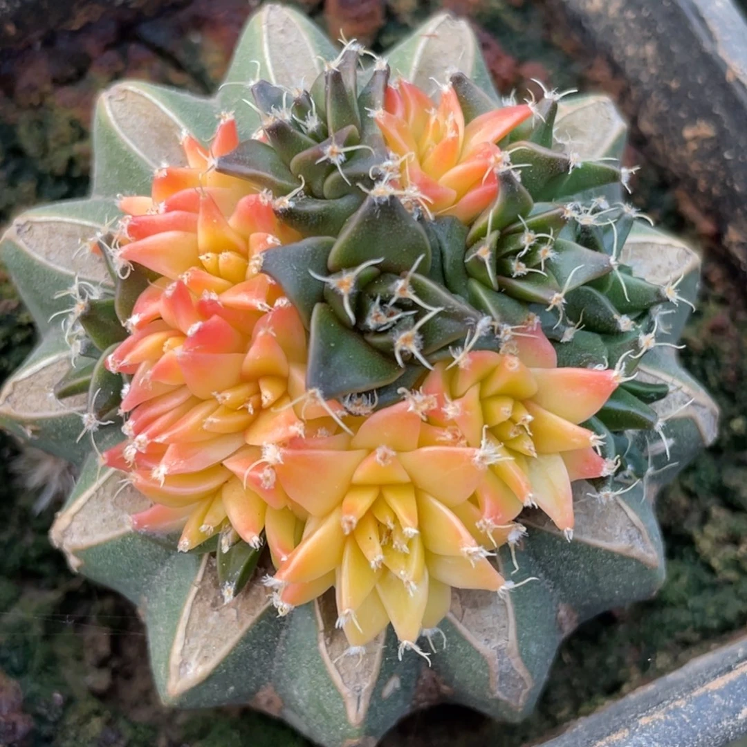 全部花朵帝冠锦群体003