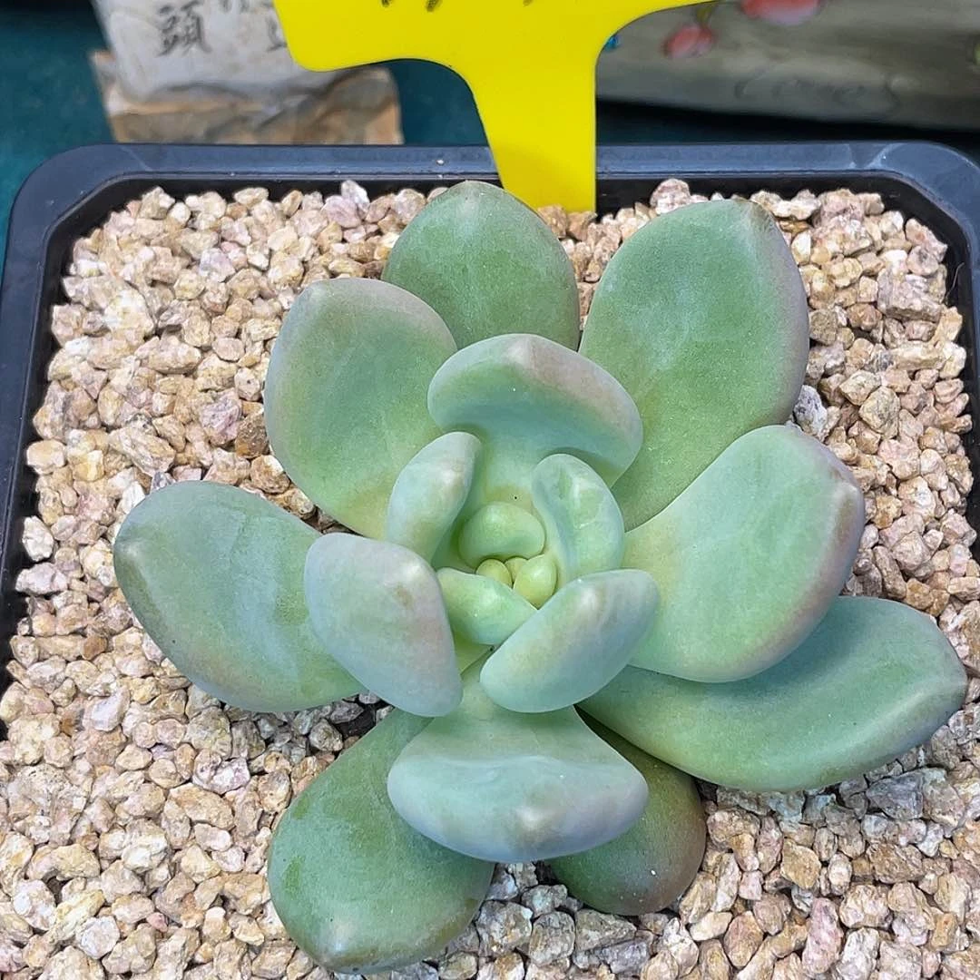 这么着就没事啦啊哈哈X系