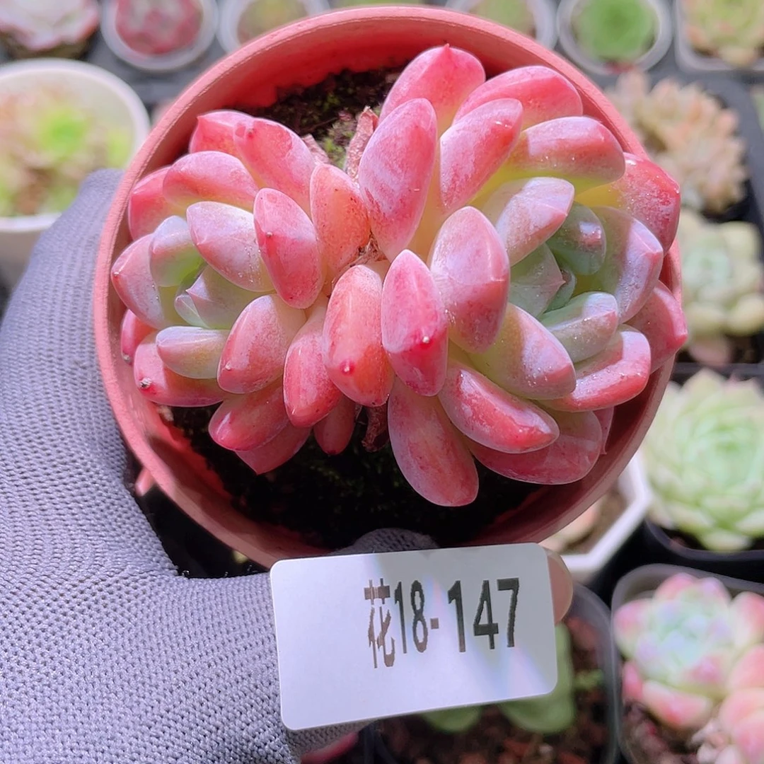 花利美18-147冰糖