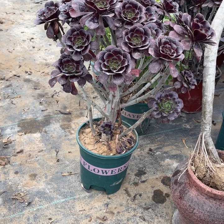 100圆叶多肉多肉植物多肉