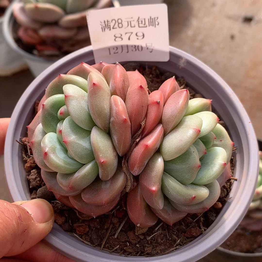 【闪购商品】云879